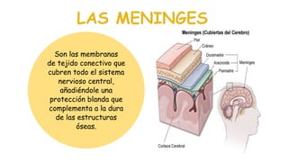 Son las membranas
de tejido conectivo que
cubren todo el sistema
nervioso central,
añadiéndole una
protección blanda que
complementa a la dura
de las estructuras
óseas.
 