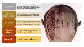 •que es una capa delgada, muy vascularizada y en
estrecho contacto con el encéfalo, siguiendo el
contorno del tejido cerebral. Contiene fibroblastos
similares a los de las trabéculas aracnoideas.
Piamadre
• que contiene líquido cefalorraquídeo y amortigua
golpes, reduciendo la posibilidad de traumatismos.
Espacio
subaracnoideo
• son una capa vascular, aunque atravesada por vasos
sanguíneos hacia la piamadre. Se denomina
leptomeninge al conjunto de piamadre y aracnoides.
Aracnoides
• es muy estrecho y con algo de
líquido cefalorraquídeo.
Espacio
subdural
• es la capa externa.
Duramadre
 