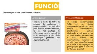 Ataque químico:
• impide, a modo de filtro, la
entrada de sustancias y
micropartículas perjudiciales
para nuestro sistema nervioso,
lo que nos protege de
infecciones como la encefalitis
o la meningitis y del daño
neurológico generado por
algunas sustancias.
Protección Mecánica:
• el líquido cefalorraquídeo
(LCR) es un líquido
transparente que circula en el
espacio subaracnoideo,
amortiguando golpes,
lubricando y nutriendo a los
haces de mielina que recubren
el SNC. Cumple una
importantísima función al
permitir que pequeños golpes
en la cabeza no supongan un
grave peligro para la vida del
ser humano o animal.
FUNCIÓN
Las meninges actúan como barrera selectiva:
 