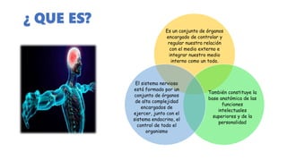 ¿ QUE ES?
Es un conjunto de órganos
encargado de controlar y
regular nuestra relación
con el medio externo e
integrar nuestro medio
interno como un todo.
También constituye la
base anatómica de las
funciones
intelectuales
superiores y de la
personalidad
El sistema nervioso
está formado por un
conjunto de órganos
de alta complejidad
encargados de
ejercer, junto con el
sistema endocrino, el
control de todo el
organismo
 
