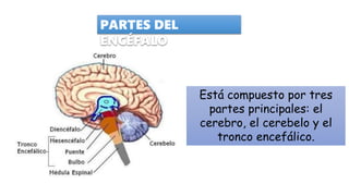 PARTES DEL
ENCÉFALO
Está compuesto por tres
partes principales: el
cerebro, el cerebelo y el
tronco encefálico.
 