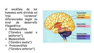 el encéfalo de los
humanos está dividido en
tres “cerebros”
diferenciados según su
nivel de desarrollo
filogenético:
 Rombencéfalo
("Cerebro caudal o
posterior"),
 Mesencéfalo
("Cerebro medio")
 Proscencéfalo
("Cerebro anterior").
 