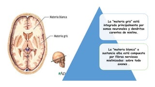 La “materia gris” está
integrada principalmente por
somas neuronales y dendritas
carentes de mielina.
La "materia blanca" o
sustancia alba está compuesta
por fibras nerviosas
mielinizadas: sobre todo
axones .
 