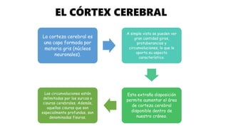 EL CÓRTEX CEREBRAL
La corteza cerebral es
una capa formada por
materia gris (núcleos
neuronales).
A simple vista se pueden ver
gran cantidad giros,
protuberancias y
circunvoluciones, lo que le
aporta su aspecto
característico.
Esta extraña disposición
permite aumentar el área
de corteza cerebral
disponible dentro de
nuestro cráneo.
Las circunvoluciones están
delimitadas por los surcos o
cisuras cerebrales. Además,
aquellas cisuras que son
especialmente profundas, son
denominadas fisuras.
 