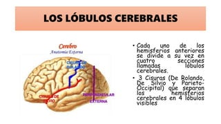 LOS LÓBULOS CEREBRALES
• Cada uno de los
hemisferios anteriores
se divide a su vez en
cuatro secciones
llamadas lóbulos
cerebrales.
• 3 Cisuras (De Rolando,
De Silvio y Parieto-
Occipital) que separan
los hemisferios
cerebrales en 4 lóbulos
visibles
 