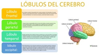 •Es el lóbulo cerebral más grande de la corteza cerebral. Está ubicado en la parte
delantera, justo detrás de la frente. Se extiende desde la parte más anterior hasta
la cisura de Rolando. Es el centro de mando y control del cerebro humano:
Lóbulo
frontal
• Ocupa el área comprendida entre la cisura de rolando y la parte superior de la
cisura parietooccipital. Está encargado de la integración de la información
sensorial. Contribuye al procesamiento del dolor y del tacto entre otras
importantes funciones.
Lóbulo
parietal
•Queda separado de los lóbulos frontal y parietal por la cisura de Silvio y los límites
del lóbulo occipital. Se encuentra situado en los laterales derecho e izquierdo del
cerebro. Interviene en el procesamiento auditivo y del lenguaje. También está
implicado en las funciones de memoria y en la gestión de emociones.
Lóbulo
temporal
•Está delimitado por los extremos posteriores de los lóbulos parietal y temporal
(en la parte trasera del cerebro). Se ocupa principalmente de la visión (aunque
delega el procesamiento de algunos subprocesos de la visión a otros lóbulos)
(Kosslyn, 1994). Analiza aspectos como la forma, el color y el movimiento para
interpretar y sacar conclusiones de las imágenes visuales.
lóbulo
occipital:
 