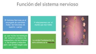 El Sistema Nervioso es el
encargado de coordinar
todas las funciones de
nuestro cuerpo
Y relacionarnos con el
mundo que nos rodea
ya que recibe los mensajes
del exterior y elabora las
respuestas y da las órdenes
a los órganos y músculos
para que actúen según cada
caso.
La unidad fundamental de
este sistema es la Neurona
 