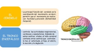 • La principal función del cerebelo es la
coordinación del movimiento, es decir,
permitir que el movimiento se realice
con facilidad y precisión (Estabilidad
Corporal).
EL
CEREBELO
• controla las actividades respiratorias,
cardiacas y vasomotoras. Además de
estos centros vitales, el tallo cerebral
contiene otros centros que controlan
la tos, el estornudo, el hipo, el vómito,
la succión y la deglución.
EL TRONCO
ENCEFÁLICO
 
