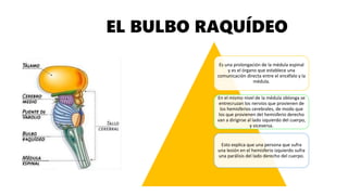 Es una prolongación de la médula espinal
y es el órgano que establece una
comunicación directa entre el encéfalo y la
médula.
En el mismo nivel de la médula oblonga se
entrecruzan los nervios que provienen de
los hemisferios cerebrales, de modo que
los que provienen del hemisferio derecho
van a dirigirse al lado izquierdo del cuerpo,
y viceversa.
Esto explica que una persona que sufra
una lesión en el hemisferio izquierdo sufra
una parálisis del lado derecho del cuerpo.
EL BULBO RAQUÍDEO
 