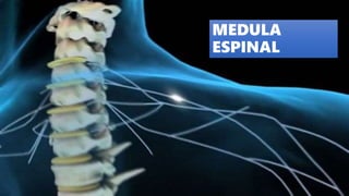 MEDULA
ESPINAL
 