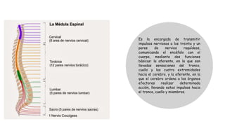 Es la encargada de transmitir
impulsos nerviosos a los treinta y un
pares de nervios raquídeos,
comunicando el encéfalo con el
cuerpo, mediante dos funciones
básicas: la aferente, en la que son
llevadas sensaciones del tronco,
cuello y las cuatro extremidades
hacia el cerebro, y la eferente, en la
que el cerebro ordena a los órganos
efectores realizar determinada
acción, llevando estos impulsos hacia
el tronco, cuello y miembros.
 