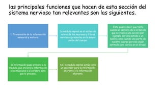 las principales funciones que hacen de esta sección del
sistema nervioso tan relevantes son las siguientes.
1. Transmisión de la información
sensorial y motora:
La médula espinal es el núcleo de
relevo de las neuronas y fibras
nerviosas presentes en la mayor
parte del cuerpo.
Esto quiere decir que tanto
cuando el cerebro da la orden de
que se realice una acción (por
ejemplo dar una patada a un
balón) como cuando una parte de
nuestro cuerpo percibe algún
estímulo (una caricia en el brazo)
la información pasa primero a la
médula, que enviará la información
a los músculos o al cerebro para
que lo procese.
Así, la médula espinal actúa como
un ascensor para la información
aferente y la información
eferente.
 