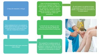 3. Reacción inmediata: reflejos
Como acabamos de ver, en ocasiones la
médula espinal produce por sí misma una
actuación sin que la información haya
sido aún transmitida al cerebro.
Estas actuaciones son lo que conocemos
como reflejos.
Para ejemplificar podemos pensar en
poner una mano en el fuego de forma
accidental: la mano es retirada de forma
inmediata, no planificada y sin que haya
pasado aún la información al cerebro.
La función de los reflejos es clara:
ofrecer una reacción rápida ante
situaciones potencialmente peligrosas.
Como la información sensorial ya
produce una respuesta al llegar a la
médula espinal, sin tener que esperar a
ser captada por el cerebro, se gana
tiempo, algo muy valioso en caso de
ataque de un animal o cuando se puede
recibir heridas por caída o por
quemaduras.
De esta manera, se realizan acciones
programadas en el diseño de la médula
espinal, y que siempre son ejecutadas de
la misma manera.
 