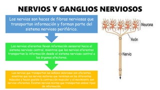 NERVIOS Y GANGLIOS NERVIOSOS
Los nervios que transportan las señales dolorosas son aferentes,
mientras que los nervios motores que terminan en los diferentes
músculos y hacen posible la contracción muscular y el movimiento son
nervios eferentes. Existen nervios mixtos que transportan ambos tipos
de información.
Los nervios aferentes llevan información sensorial hacia el
sistema nervioso central, mientras que los nervios eferentes
transportan la información desde el sistema nervioso central a
los órganos efectores.
Los nervios son haces de fibras nerviosas que
transportan información y forman parte del
sistema nervioso periférico.
 