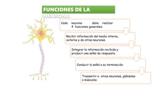 Cada neurona debe realizar
4 funciones generales:
Recibir información del medio interno,
externo y de otras neuronas.
Integrar la información recibida y
producir una señal de respuesta.
Conducir la señal a su terminación.
Transmitir a otras neuronas, glándulas
o músculos.
FUNCIONES DE LA
NEURONA
 