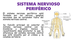 SISTEMA NERVIOSO
PERIFÉRICO
El sistema nervioso periférico está
formado por los nervios, ganglios
nerviosos que se extienden fuera del
sistema nervioso central.
Su función principal es conectar el
sistema nervioso central con los
miembros y órganos. Carece de
revestimiento óseo protector lo que lo
diferencia del sistema nervioso central
que está envuelto por el cráneo y la
columna vertebral.
 