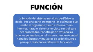 FUNCIÓN
La función del sistema nervioso periférico es
doble. Por una parte transporta los estímulos que
recibe el organismo, tanto externos como
internos, hasta el sistema nervioso central para
ser procesados. Por otra parte traslada las
órdenes generadas por el sistema nervioso central
hasta los órganos y músculos de todo el cuerpo
para que realicen las diferentes funciones.
 