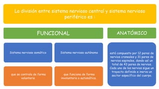 La división entre sistema nervioso central y sistema nervioso
periférico es :
FUNCIONAL
Sistema nervioso somático
que se controla de forma
voluntaria
Sistema nervioso autónomo
que funciona de forma
involuntaria o automática.
ANATÓMICO
está compuesto por 12 pares de
nervios craneales y 31 pares de
nervios espinales, dando así un
total de 43 pares de nervios.
Cada uno de los nervios sigue un
trayecto definido e inerva un
sector específico del cuerpo.
 