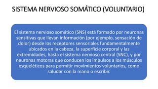 SISTEMA NERVIOSO SOMÁTICO (VOLUNTARIO)
El sistema nervioso somático (SNS) está formado por neuronas
sensitivas que llevan información (por ejemplo, sensación de
dolor) desde los receptores sensoriales fundamentalmente
ubicados en la cabeza, la superficie corporal y las
extremidades, hasta el sistema nervioso central (SNC), y por
neuronas motoras que conducen los impulsos a los músculos
esqueléticos para permitir movimientos voluntarios, como
saludar con la mano o escribir.
 