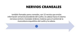 también llamados pares craneales, son 12 nervios que envían
información sensorial procedente del cuello y la cabeza hacia el sistema
nervioso central o trasladan órdenes motoras para el control de la
musculatura esquelética del cuello y la cabeza.
NERVIOS CRANEALES
 