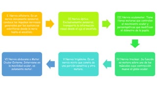 I. Nervio olfatorio. Es un
nervio únicamente sensorial,
conduce los impulsos nerviosos
generados por las sustancias
odoríferas desde la nariz
hasta el encéfalo.
II Nervio óptico.
Exclusivamente sensorial,
transporta la información
visual desde el ojo al encéfalo.
III Nervio oculomotor. Tiene
fibras motoras que controlan
el movimiento ocular y
parasimpáticas que modifican
el diámetro de la pupila.
IV Nervio troclear. Su función
es motora sobre uno de los
músculos cuya contracción
mueve el globo ocular.
V Nervio trigémino. Es un
nervio mixto que consta de
una porción sensitiva y otra
motora.
VI Nervio abducens o Motor
Ocular Externo. Interviene en
la movilidad ocular, es
solamente motor.
 