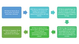VII Nervio facial. Es un
nervio mixto con fibras
sensitivas y motoras.
VIII Nervio vestibulococlear.
Transporta al cerebro la
información auditiva y
sensorial procedente del oído
interno.
IX Nervio glosofaríngeo. Es
un nervio mixto. La porción
sensitiva transporta señales
procedentes de la lengua y la
faringe.
X Nervio vago. Es sensitivo y
motor, aporta además fibras
parasimpáticas que actúan
sobre diferentes órganos,
entre ellos el estómago y el
corazón.
XI Nervio espinal. Es un
nervio motor que activa entre
otros el músculo
esternocleidomastoideo,
provocando el giro de la
cabeza.
XII Nervio hipogloso. Es un
nervio motor para la
musculatura de la lengua
 