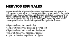 NERVIOS ESPINALES
Son un total de 31 pares de nervios cada uno con dos partes o
raíces que se unen entre sí: una sensitiva y otra motora. La parte
sensitiva es la que traslada la información desde los receptores
hasta la médula espinal, mientras que la parte motora es la que
lleva los impulsos desde la médula espinal hasta los efectores
correspondientes. Se distribuyen de la siguiente forma:
• 8 pares de nervios cervicales
• 12 pares de nervios dorsales o torácicos
• 5 pares de nervios raquídeos lumbares
• 5 pares de nervios raquídeos sacros
• 1 par de nervios raquídeos coccígeos
 