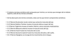 • El sistema nervioso somático está compuesto por treinta y un nervios que emergen de la médula
espinal y siete de los nervios craneales.
• De los doce pares de nervios craneales, estos son los que tienen componentes somáticos:
• III. El Nervio Oculomotor ocular común que activa los músculos del ojo.
• IV. El Nervio Patético Troclear mueve el músculo oblicuo mayor del ojo.
• V. El Nervio Trigémino mueve el maxilar inferior y otros músculos masticatorios.
• VI. El Nervio Abducens externo mueve el músculo recto del ojo.
• VII. El Nervio Facial mueve los músculos de la cara.
• XI. El Nervio Accesorio espinal mueve los músculos dorsales y del cuello.
• XII. El Nervio Hipogloso se encarga de los movimientos de la lengua.
 