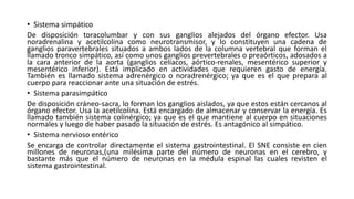 • Sistema simpático
De disposición toracolumbar y con sus ganglios alejados del órgano efector. Usa
noradrenalina y acetilcolina como neurotransmisor, y lo constituyen una cadena de
ganglios paravertebrales situados a ambos lados de la columna vertebral que forman el
llamado tronco simpático, así como unos ganglios prevertebrales o preaórticos, adosados a
la cara anterior de la aorta (ganglios celíacos, aórtico-renales, mesentérico superior y
mesentérico inferior). Está implicado en actividades que requieren gasto de energía.
También es llamado sistema adrenérgico o noradrenérgico; ya que es el que prepara al
cuerpo para reaccionar ante una situación de estrés.
• Sistema parasimpático
De disposición cráneo-sacra, lo forman los ganglios aislados, ya que estos están cercanos al
órgano efector. Usa la acetilcolina. Está encargado de almacenar y conservar la energía. Es
llamado también sistema colinérgico; ya que es el que mantiene al cuerpo en situaciones
normales y luego de haber pasado la situación de estrés. Es antagónico al simpático.
• Sistema nervioso entérico
Se encarga de controlar directamente el sistema gastrointestinal. El SNE consiste en cien
millones de neuronas,(una milésima parte del número de neuronas en el cerebro, y
bastante más que el número de neuronas en la médula espinal las cuales revisten el
sistema gastrointestinal.
 