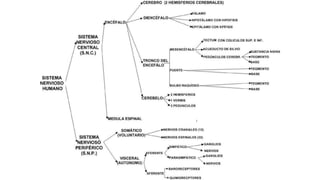 Sistema nervioso