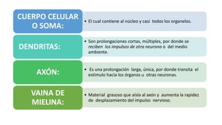 • El cual contiene al núcleo y casi todos los organelos.
CUERPO CELULAR
O SOMA:
• Son prolongaciones cortas, múltiples, por donde se
reciben los impulsos de otra neurona o del medio
ambiente.
DENDRITAS:
• Es una prolongación larga, única, por donde transita el
estímulo hacia los órganos u otras neuronas.
AXÓN:
• Material grasoso que aísla al axón y aumenta la rapidez
de desplazamiento del impulso nervioso.
VAINA DE
MIELINA:
 