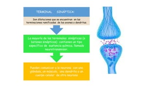 Pueden comunicar a la neurona con una
glándula, un músculo, una dendrita o un
cuerpo celular de otra neurona
La mayoría de las terminales sinápticas (o
botones sinápticos) contienen un tipo
específico de sustancia química, llamado
neurotransmisor.
TERMINAL SINÁPTICA:
Son dilataciones que se encuentran en las
terminaciones ramificadas de los axones o dendritas.
 
