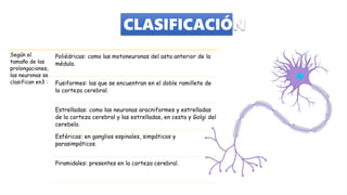 CLASIFICACIÓN
Según el
tamaño de las
prolongaciones,
las neuronas se
clasifican en3 :
Poliédricas: como las motoneuronas del asta anterior de la
médula.
Fusiformes: las que se encuentran en el doble ramillete de
la corteza cerebral.
Estrelladas: como las neuronas aracniformes y estrelladas
de la corteza cerebral y las estrelladas, en cesta y Golgi del
cerebelo.
Esféricas: en ganglios espinales, simpáticos y
parasimpáticos.
Piramidales: presentes en la corteza cerebral.
 