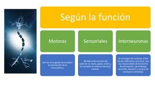 Según la función
Motoras
Son las encargadas de producir
la contracción de la
musculatura.
Sensoriales
Reciben información del
exterior, ej. tacto, gusto, visión y
la trasladan al sistema nervioso
central.
Interneuronas
Se encargan de conectar entre
las dos diferentes neuronas. Son
las responsables de funciones
de percepción, aprendizaje,
recuerdo, decisión y control de
conductas complejas.
 