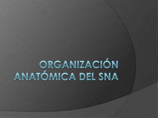 Organización anatómica del sna 1 