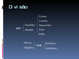 Divisão SNC Encéfalo Medula SNP Nervos Gânglios Periférico Autônomo Cérebro Cerebelo Mesencéfalo Ponte Bulbo 