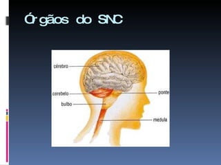 Órgãos do SNC 