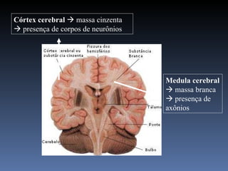 Córtex cerebral     massa cinzenta    presença de corpos de neurônios  Medula cerebral     massa branca    presença de axônios 