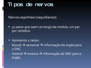 Tipos de nervos Nervos espinhais (raquidianos): 31 pares que saem ao longo da medula, um par por vértebra. Apresenta 2 raízes: Dorsal    sensorial    informação do órgão para o SNC Ventral    motora    informação do SNC para o órgão 