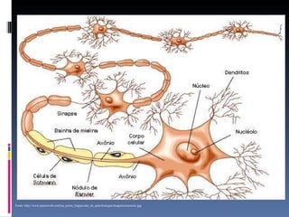 Fonte: http://www.passeiweb.com/na_ponta_lingua/sala_de_aula/biologia/imagens/neuronio.jpg 