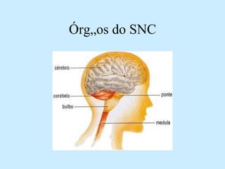 Órgãos do SNC 