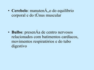 Cerebelo : manutenção do equilíbrio corporal e do tônus muscular Bulbo : presença de centro nervosos relacionados com batimentos cardíacos, movimentos respiratórios e do tubo digestivo 