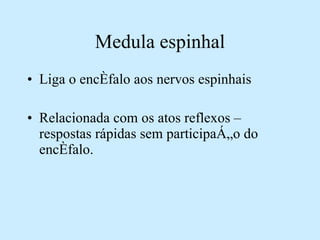 Medula espinhal Liga o encéfalo aos nervos espinhais Relacionada com os atos reflexos – respostas rápidas sem participação do encéfalo. 