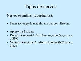 Tipos de nervos Nervos espinhais (raquidianos): Saem ao longo da medula, um par por vértebra. Apresenta 2 raízes: Dorsal    sensorial    informação do órgão para o SNC Ventral    motora    informação do SNC para o órgão 