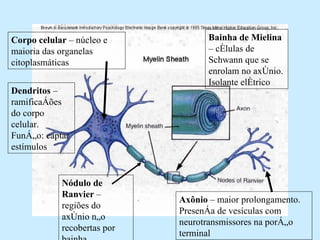 Corpo celular  – núcleo e maioria das organelas citoplasmáticas Dendritos  – ramificações do corpo celular. Função: captar estímulos Axônio  – maior prolongamento. Presença de vesículas com neurotransmissores na porção terminal Bainha de Mielina  – células de Schwann que se enrolam no axônio. Isolante elétrico Nódulo de Ranvier  – regiões do axônio não recobertas por bainha 