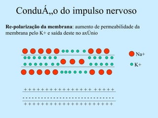 Condução do impulso nervoso Re-polarização da membrana : aumento de permeabilidade da membrana pelo K+ e saída deste no axônio  Na+ K+ - - - - - - - - - - - - - - - - - - - - - - - - - - - - - - + + + + + + + + + + + + + + + + + + + + +  + + + + + + + + + + + + + + + +  + + + + +  