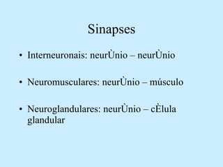 Sinapses Interneuronais: neurônio – neurônio Neuromusculares: neurônio – músculo Neuroglandulares: neurônio – célula glandular 