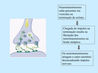 Neurotransmissores
estão presentes em
vesículas na
terminação do axônio.
Chegada do impulso na
terminação resulta na
liberação dos
neurotransmissores na
fenda sináptica
Os neurotransmissores
atingem o outro neurônio
desencadeando impulso
nervoso
 
