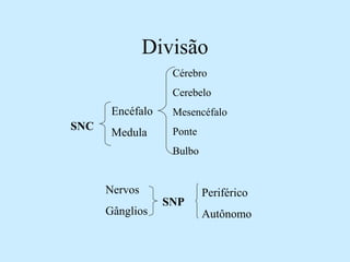 Divisão
SNC
Encéfalo
Medula
SNP
Nervos
Gânglios
Periférico
Autônomo
Cérebro
Cerebelo
Mesencéfalo
Ponte
Bulbo
 