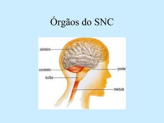 Órgãos do SNC
 